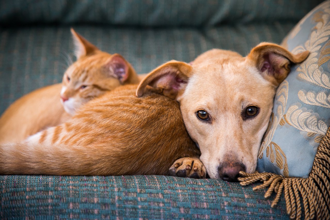 Prospera at Fiddyment is a pet-friendly community!